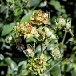 'Viridiflora' (Den Grønne Rose) Rosa Chinensis 'Viridiflora' (Kinarose) A-Kvalitet,- Barrods Roser Min. 3 Grene -Osmo Salgsbutik p35420 51747 rosa chinensis viridiflora kinarose 3b75