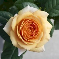 'Sarai™ Hit'® Rosa X 'Sarai™ Hit'® (Miniaturerose) A-Kvalitet,- Barrods Roser Min. 3 Grene