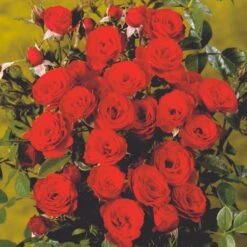 'Scarlet™ Hit'® Rosa X 'Scarlet™ Hit'® (Miniaturerose) A-Kvalitet,- Barrods Roser Min. 3 Grene -Osmo Salgsbutik p35437 52059 rosa x scarlet hit miniaturerose 3d51
