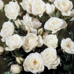 'Snow™ Hit'® Rosa X 'Snow™ Hit'® (Miniaturerose) A-Kvalitet,- Barrods Roser Min. 3 Grene -Osmo Salgsbutik p35438 52062 rosa x snow hit miniaturerose 25b1