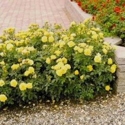 'Sun™ Hit'® Rosa X 'Sun™ Hit'® (Miniaturerose) A-Kvalitet,- Barrods Roser Min. 3 Grene -Osmo Salgsbutik p35439 52064 rosa x sun hit miniaturerose 2028