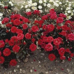 'Top™ Hit'® Rosa X 'Top™ Hit'® (Miniaturerose) A-Kvalitet,- Barrods Roser Min. 3 Grene -Osmo Salgsbutik p35440 52069 rosa x top hit miniaturerose 39cd