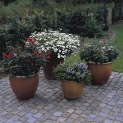 'Top™ Hit'® Rosa X 'Top™ Hit'® (Miniaturerose) A-Kvalitet,- Barrods Roser Min. 3 Grene -Osmo Salgsbutik p35440 52070 rosa x top hit miniaturerose 3bc7