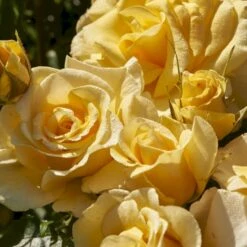 'Gyldensteen'™ Rosa X 'Gyldensteen'™ (Slotsrose) A-Kvalitet,- Barrods Roser Min. 3 Grene -Osmo Salgsbutik p35443 51803 rosa x gyldensteen slotsrose 1af5