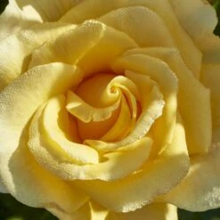 'Gyldensteen'™ Rosa X 'Gyldensteen'™ (Slotsrose) A-Kvalitet,- Barrods Roser Min. 3 Grene -Osmo Salgsbutik p35443 51804 rosa x gyldensteen slotsrose a671