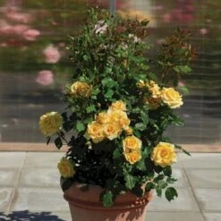 'Gyldensteen'™ Rosa X 'Gyldensteen'™ (Slotsrose) A-Kvalitet,- Barrods Roser Min. 3 Grene -Osmo Salgsbutik p35443 51805 rosa x gyldensteen slotsrose b93a