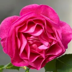 'The Fairy-tale Rose'™ Rosa X 'The Fairy-tale Rose'™ (Slotsrose) A-Kvalitet,- Barrods Roser Min. 3 Grene