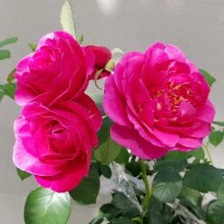 'The Fairy-tale Rose'™ Rosa X 'The Fairy-tale Rose'™ (Slotsrose) A-Kvalitet,- Barrods Roser Min. 3 Grene -Osmo Salgsbutik p35445 51871 rosa x the fairy tale rose slotsrose f749