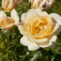 'Amber Cover'® Rosa X 'Amber Cover'® (Bunddækkerose) A-Kvalitet,- Barrods Roser Min. 3 Grene -Osmo Salgsbutik p354 51922 rosa x amber cover bunddaekkerose d7ee