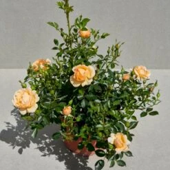 'Amber Cover'® Rosa X 'Amber Cover'® (Bunddækkerose) A-Kvalitet,- Barrods Roser Min. 3 Grene -Osmo Salgsbutik p354 51924 rosa x amber cover bunddaekkerose 23fe