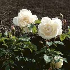 'Mme Alfred Carrière' Rosa Noisettana 'Mme Alfred Carrière' (Slyngrose) A-Kvalitet,- Barrods Roser Min. 3 Grene