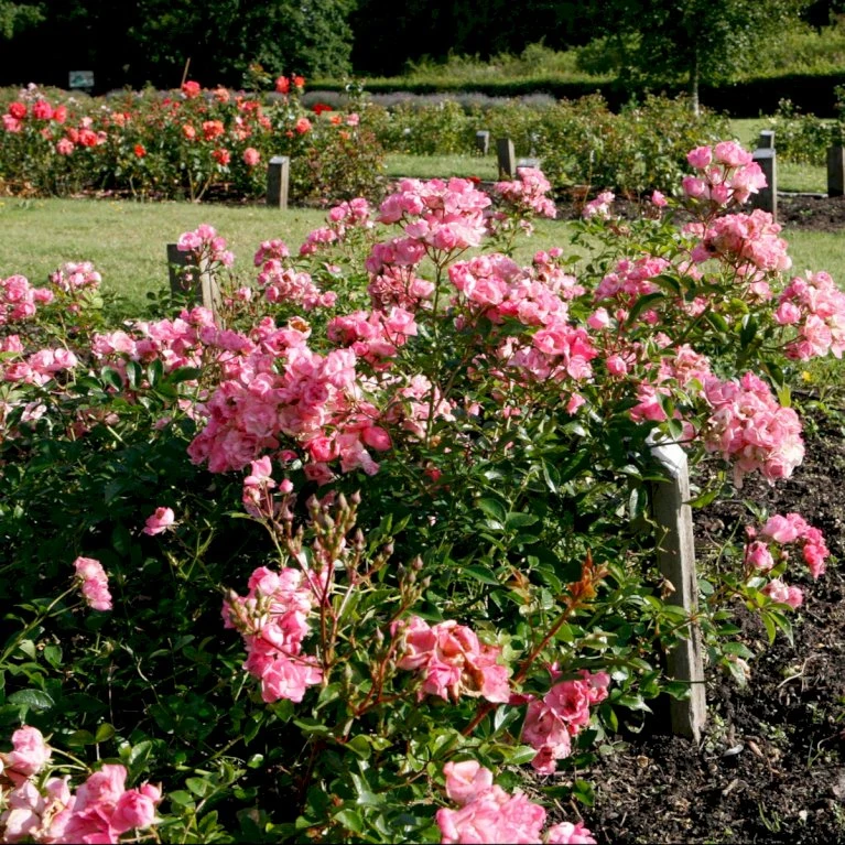 'Bayernland Cover'® Rosa X 'Bayernland Cover'® (Bunddækkerose) A-Kvalitet,- Barrods Roser Min. 3 Grene 3 'Bayernland Cover'® Rosa X 'Bayernland Cover'® (Bunddækkerose) A-Kvalitet,- Barrods Roser Min. 3 Grene - Billede 3