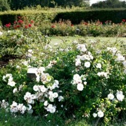 'Brilliant Cover'® Rosa X 'Brilliant Cover'® (Bunddækkerose) A-Kvalitet,- Barrods Roser Min. 3 Grene -Osmo Salgsbutik p356 51929 rosa x brilliant cover bunddaekkerose 3e20