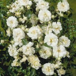 'Brilliant Cover'® Rosa X 'Brilliant Cover'® (Bunddækkerose) A-Kvalitet,- Barrods Roser Min. 3 Grene -Osmo Salgsbutik p356 51930 rosa x brilliant cover bunddaekkerose 3529