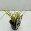 Kalmus 'Golden Delight' Acorus Gramineus 'Golden Delight' 1 Liter Potte