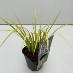 Kalmus 'Golden Delight' Acorus Gramineus 'Golden Delight' 1 Liter Potte