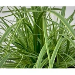 Star 'Everlime' Carex Oshimensis 'Everlime' 1 Liter Potte -Osmo Salgsbutik p35714 38967 carex oshimensis everlime 707d