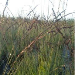 Blåtop 'Edith Dudszus' Molinia Caerulea 'Edith Dudszus' Potte 2,0 Liter,- 40-60 Cm. -Osmo Salgsbutik p35730 38565 molinia caerulea edith dudszus 275d