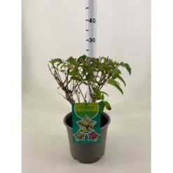 Kompakt Syrén-Hortensia 'Petit Star' Hydrangea Paniculata 'Petit Star' Potte 3,0 Liter,- 30-40 Cm.