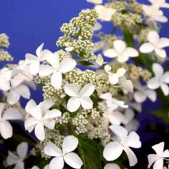 Kompakt Syrén-Hortensia 'Petit Star' Hydrangea Paniculata 'Petit Star' Potte 3,0 Liter,- 30-40 Cm. -Osmo Salgsbutik p35747 47368 hydrangea paniculata petit star 0d8a