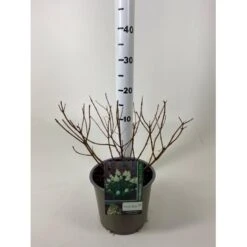 Syrén-Hortensia 'Polar Bear' Hydrangea Paniculata 'Polar Bear' Potte 3,0 Liter,- 30-40 Cm.