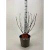 Blærespiræa 'Diable DOr' Physocarpus Opulifolius 'Diable DOr' Potte 3,0 Liter,- 30-40 Cm.