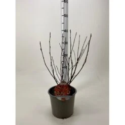 Blærespiræa 'Diable DOr' Physocarpus Opulifolius 'Diable DOr' Potte 3,0 Liter,- 30-40 Cm.