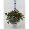 Spiræa 'Double Play Artist' Spiraea Japonica 'Double Play Artist' Potte 3,0 Liter,- 25-30 Cm.