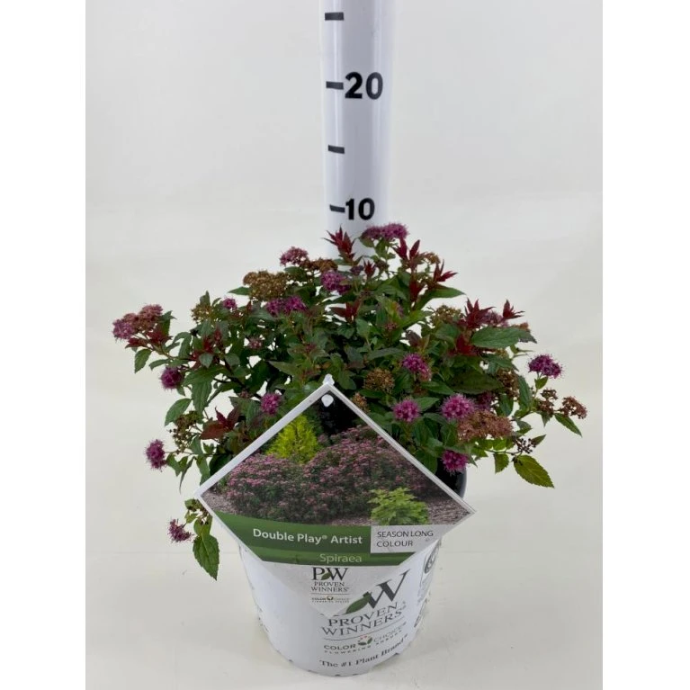 Spiræa 'Double Play Artist' Spiraea Japonica 'Double Play Artist' Potte 3,0 Liter,- 25-30 Cm. 1 Spiræa 'Double Play Artist' Spiraea Japonica 'Double Play Artist' Potte 3,0 Liter,- 25-30 Cm.
