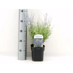 Russisk Salvie 'Lacey Blue' Perovskia Atriplicifolia 'Lacey Blue' Potte 2 Liter.