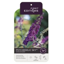 Sommerfuglebusk 'Phycedelic Sky' Buddleja Davidii 'Phycedelic Sky' Potte 3,5 Liter,- 30-50 Cm. 5 Sommerfuglebusk 'Phycedelic Sky' Buddleja Davidii 'Phycedelic Sky' Potte 3,5 Liter,- 30-50 Cm. -Osmo Salgsbutik p35765 38475 image 54ac