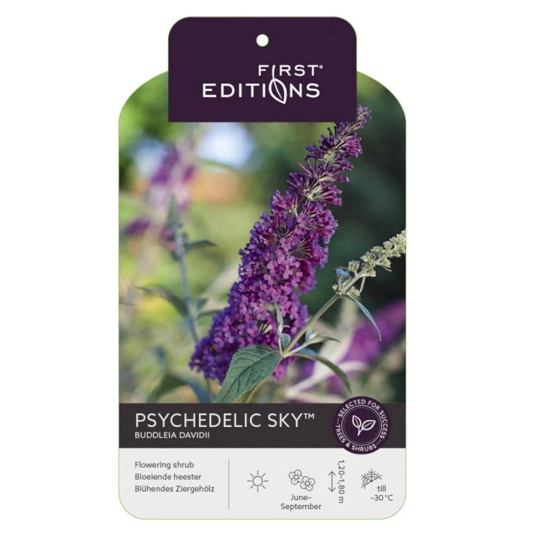 Sommerfuglebusk 'Phycedelic Sky' Buddleja Davidii 'Phycedelic Sky' Potte 3,5 Liter,- 30-50 Cm. 3 Sommerfuglebusk 'Phycedelic Sky' Buddleja Davidii 'Phycedelic Sky' Potte 3,5 Liter,- 30-50 Cm. - Billede 3