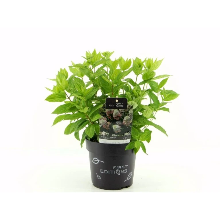 Syrén-Hortensia 'Tickled Pink' Hydrangea Paniculata 'Tickled Pink' 3,5 Liter Potte 1 Syrén-Hortensia 'Tickled Pink' Hydrangea Paniculata 'Tickled Pink' 3,5 Liter Potte