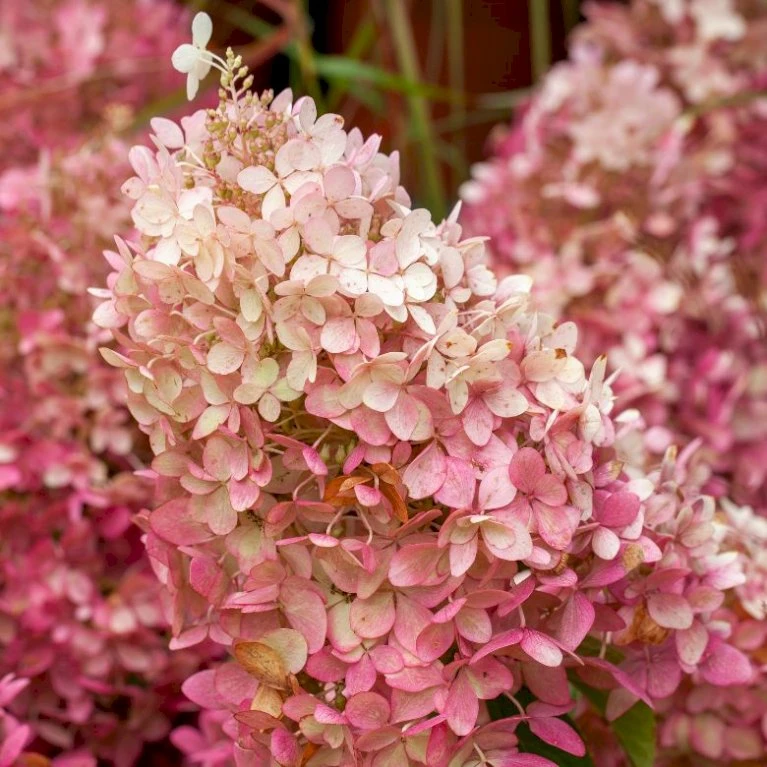 Syrén-Hortensia 'Tickled Pink' Hydrangea Paniculata 'Tickled Pink' 3,5 Liter Potte 3 Syrén-Hortensia 'Tickled Pink' Hydrangea Paniculata 'Tickled Pink' 3,5 Liter Potte - Billede 3