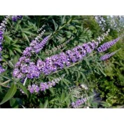 Vitex Agnus-Castus 'Delta Blues' Vitex Agnus-cactus 'Delta Blues' Potte 3,5 Liter,- 30-50 Cm. 5 Vitex Agnus-Castus 'Delta Blues' Vitex Agnus-cactus 'Delta Blues' Potte 3,5 Liter,- 30-50 Cm. -Osmo Salgsbutik p35772 49093 vitex agnus cactus delta blues c7c5