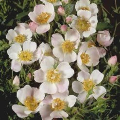 'Butterflies'™ Rosa X 'Butterflies'™ (Bunddækkerose) A-Kvalitet,- Barrods Roser Min. 3 Grene 7 'Butterflies'™ Rosa X 'Butterflies'™ (Bunddækkerose) A-Kvalitet,- Barrods Roser Min. 3 Grene -Osmo Salgsbutik p357 51932 rosa x butterflies bunddaekkerose 7c21