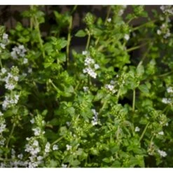 Timian 'Tabor' (storbladet) Thymus X Vulgaris 'Tabor' 12 Cm Potte