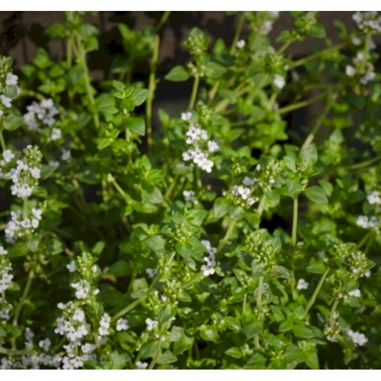 Timian 'Tabor' (storbladet) Thymus X Vulgaris 'Tabor' 12 Cm Potte 1 Timian 'Tabor' (storbladet) Thymus X Vulgaris 'Tabor' 12 Cm Potte