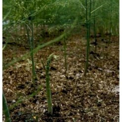 Asparges 'Aspalim' Asparagus 'Aspalim' 3,5 Liter Potte