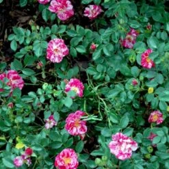 'Candy Cover'® Rosa X 'Candy Cover'® (Bunddækkerose) A-Kvalitet,- Barrods Roser Min. 3 Grene -Osmo Salgsbutik p358 51936 rosa x candy cover bunddaekkerose dadb