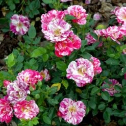 'Candy Cover'® Rosa X 'Candy Cover'® (Bunddækkerose) A-Kvalitet,- Barrods Roser Min. 3 Grene -Osmo Salgsbutik p358 51937 rosa x candy cover bunddaekkerose 9a28