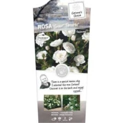 'Snow PatioHit®' Rosa X 'Snow PatioHit®' 3,0 Liter Potte