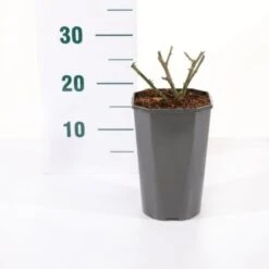 'Snow PatioHit®' Rosa X 'Snow PatioHit®' 3,0 Liter Potte -Osmo Salgsbutik p35913 45532 rosa x snow patiohit 1c25