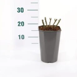 'Midnight Romanza' Rosa 'Midnight Romanza' 3,0 Liter Potte -Osmo Salgsbutik p35916 45580 rosa midnight romanza ad6a