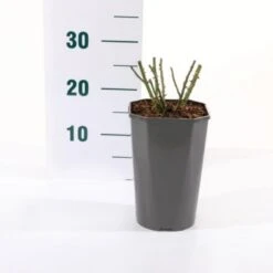 'Bailando' Rosa X 'Bailando' 3,0 Liter Potte -Osmo Salgsbutik p35923 45466 rosa x bailando d883