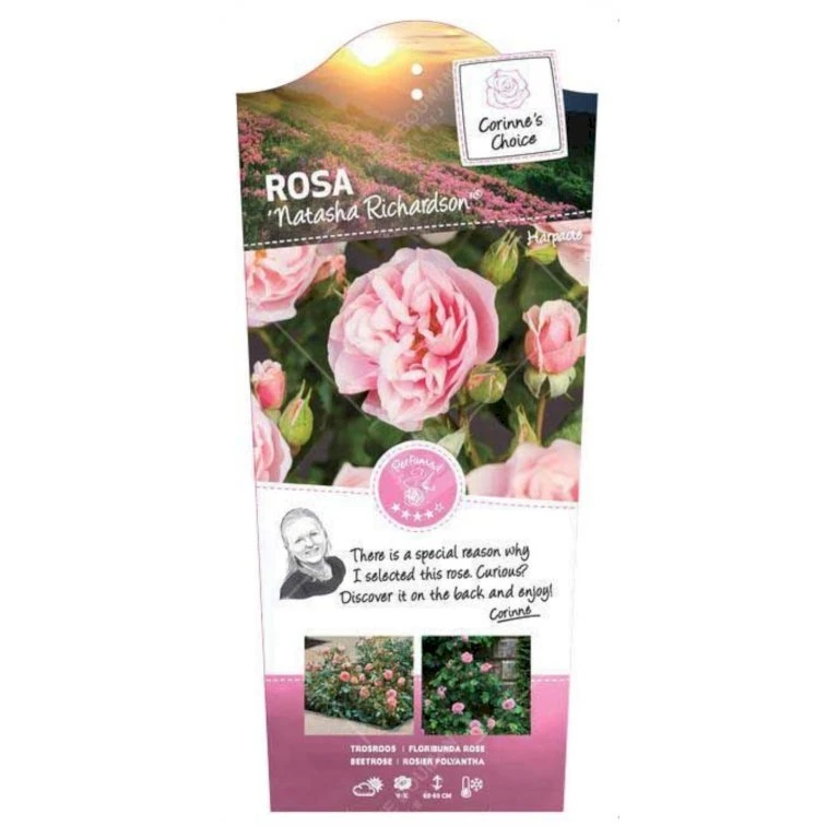 'Natasha Richardson' Rosa X 'Natasha Richardson' 5 Liter Potte 1 'Natasha Richardson' Rosa X 'Natasha Richardson' 5 Liter Potte