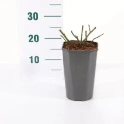 'Orange Meilove' Rosa X 'Orange Meilove' 3,0 Liter Potte -Osmo Salgsbutik p35926 45486 rosa x orange meilove 85f1