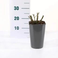 'Valencia' Rosa X 'Valencia' 3,0 Liter Potte -Osmo Salgsbutik p35936 45561 rosa x valencia eba9