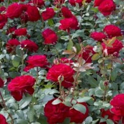 'Marlene'® Rosa X 'Marlene'® (Storblomstrende) A-Kvalitet,- Barrods Roser Min. 3 Grene
