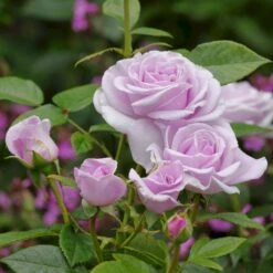 'Pacific Blue'® Rosa X 'Pacific Blue'® (Storblomstrende) A-Kvalitet,- Barrods Roser Min. 3 Grene -Osmo Salgsbutik p35942 53988 rosa x pacific blue storblomstrende 16f0